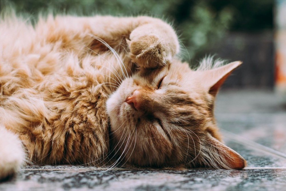 Gato descansando tranquilo